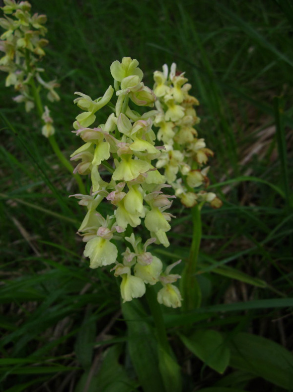 Orchis x plessidiaca Renz.